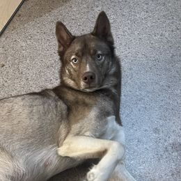 Millie - Siberian Husky