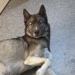 Millie - Siberian Husky