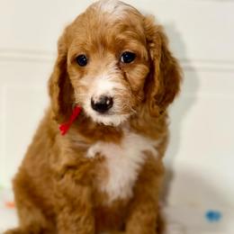 Zap - Red  female Goldendoodle puppy in Beecher, Illinois from Erica’s Doodles
