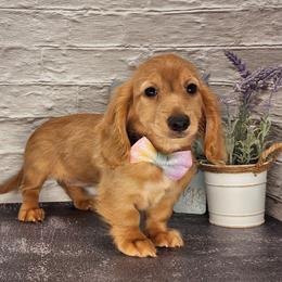 Dachshund Puppies from Madra's Dashing Doxies