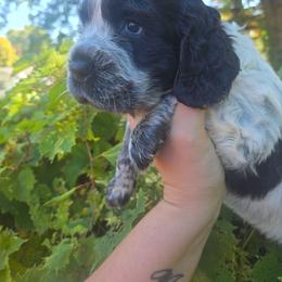 John Daily - Black and white male English Springer Spaniel puppy in Saginaw, Michigan from Kemerer Springers