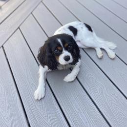 Cavalier King Charles Spaniel Puppies from Cassie’s Cavaliers