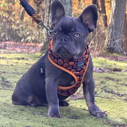 Viaan - Tricolors male French Bulldog puppy in Millstone Township, New Jersey from Couture_frenchies_and_pomeranian