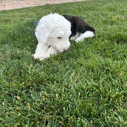Bernedoodle, Goldendoodle, and Sheepadoodle Puppies from High Desert Doodles