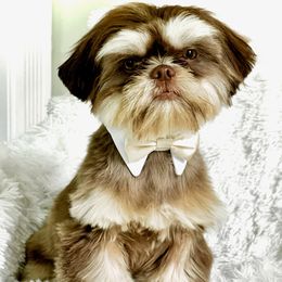Dobie - Shih Tzu