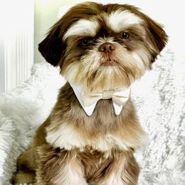 Dobie - Shih Tzu