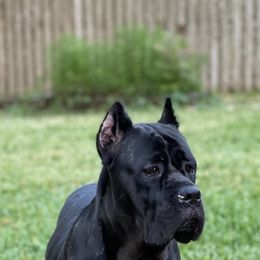 Cane Corso Puppies from Far From Average Kennels
