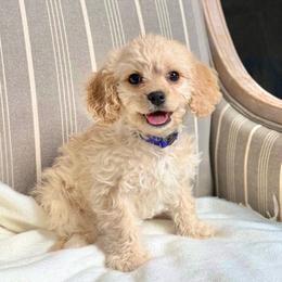 Ginger - Apricot female Cavachon puppy in Draper, Utah from Peaks Pups & Cavachon Love Chocolate Cavaliers, Cavaliers, Cavachon’s, Cavapoos & Havanese