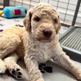 Rowan - Cream male Goldendoodle puppy in Moreno Valley, California from Rainbow SoCal Doodles