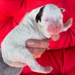 Maggie - Brown and white female Aussiedoodle puppy in Orland, California from Shockley’s Elite Doodles