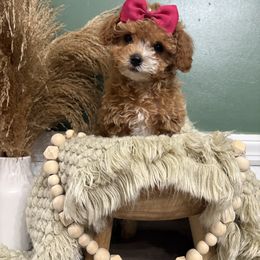 Raven - Red female Maltipoo puppy in Philadelphia, Pennsylvania from HMH’s Boxers, Maltipoos & Cavaliers