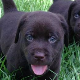 Labrador Retrievers from Shadybry Labradors