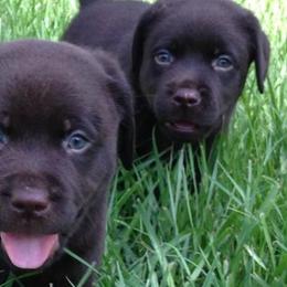 Labrador Retrievers from Shadybry Labradors