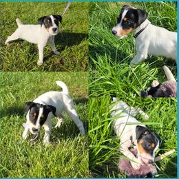 Companion Cross, Russell Terrier, and Yorkshire Terrier Puppies from Working W Kennels