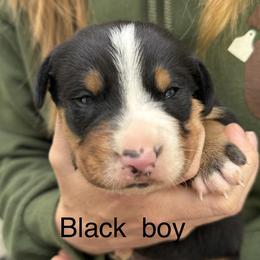 Black boy - Black, white and red male Greater Swiss Mountain Dog puppy in Woodland, Washington from Woodland Swissie’s