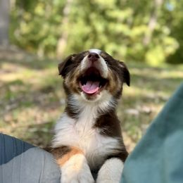 Shyla - Red tri-color female Australian Shepherd puppy in Bremen, Georgia from Ash-Land Aussies
