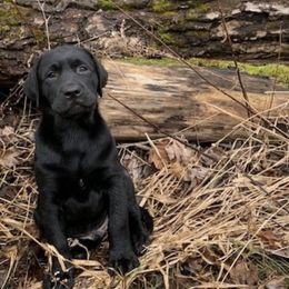 Labrador Retrievers from Cedarbay Labrador Retrievers