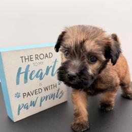 White - Wheaten female Soft Coated Wheaten Terrier puppy in Grand Prairie, Texas from Wonderful Wheatens
