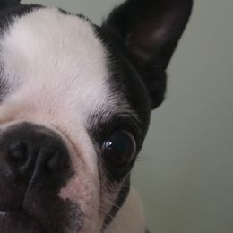 Boston Terriers from Shannon's Boston Terriers