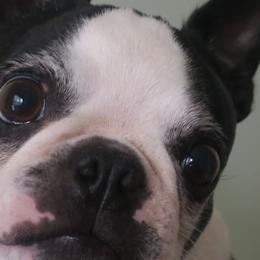 Boston Terriers from Shannon's Boston Terriers