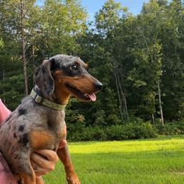 Pepper Louis - Dapple male Dachshund puppy in Turtletown, Tennessee from Stachia’s C4 Dachshunds