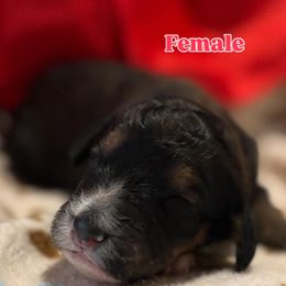 Bernedoodle Puppies from Goldhaly Peach Doodles