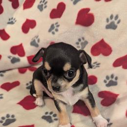 London - Black and tan male Chihuahua puppy in Topeka, Kansas from Barbie's Baby Chihuahuas