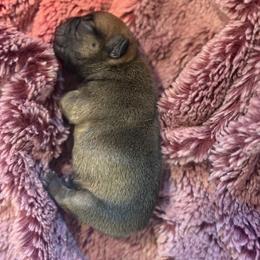 Bunkhouse Litter-Avery - Fawn female French Bulldog puppy in Kalispell, Montana from Grace & Grit Frenchies