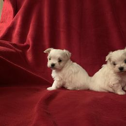 Maltese Puppies from Blossoming Gem's Maltese - North Carolina