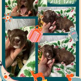 Oakwood - Red and white male Siberian Husky puppy in Florence, Kentucky from Moonlight Howl Huskies