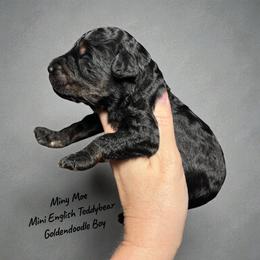 Miny Moe - Phantom male Goldendoodle puppy in Grove, Oklahoma from Guinn Family Farms