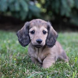 Lucy - Cream female Dachshund puppy in Crystal, Michigan from Mare-bella Dachshunds