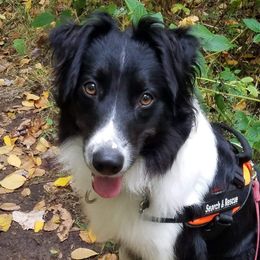 Kivrin - English Shepherd