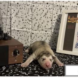 Labyrinth - Sable and white female Alaskan Malamute puppy in Easton, Maryland from Stars Howl-O Kennels by FurEver Friends Inc