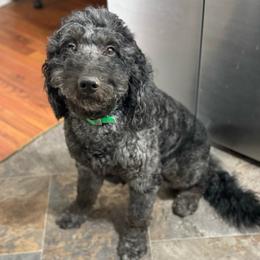 Mowgli - Goldendoodle