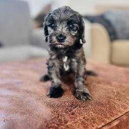 Dixie - Merle female Cavapoo puppy in Strasburg, Pennsylvania from Still Water Puppies