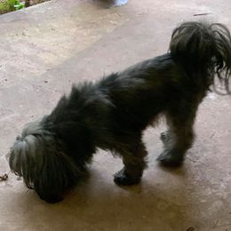 Shih Tzus from Carolyn Robinson's Shih Tzu