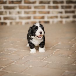 Bernedoodle Puppies from Cookie's Cuties