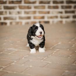 Bernedoodle Puppies from Cookie's Cuties