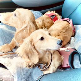 Dachshund Puppies from Northwest Dachshunds