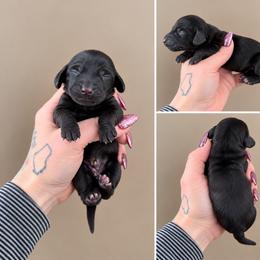 Onyx - Black male Dachshund puppy in Madison, Wisconsin from SK Miniature   Dachshunds