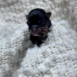 Tea tea - Black and tan parti female Pomeranian puppy in Canandaigua, New York from Fingerlakes Pomeranians