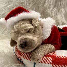 Rudolph - Cream male Goldendoodle puppy in The Woodlands, Texas from Gracie's Goldendoodles and Bernedoodles