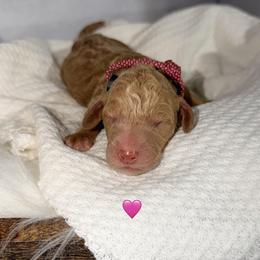 Geneva - Apricot female Poodle puppy in Detroit Lakes, Minnesota from Pickerel Pups