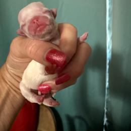 Mario - White male Chihuahua puppy in Dime Box, Texas from Color Me Crazy Chihuahuas
