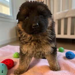 Peony - Black and red female German Shepherd puppy in Beaverdam, Virginia from Mayhew German Shepherds (formerly B&R Kennel)