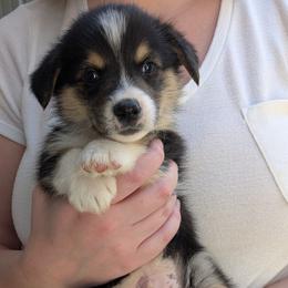 Boy 2 - Black and tan male Pembroke Welsh Corgi puppy in Edinburgh, Indiana from J Bar M Corgis