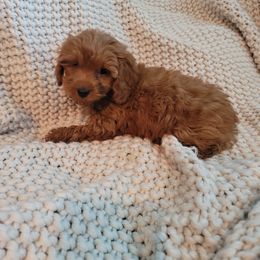 Goldendoodle Puppies from Denise's Goldendoodles