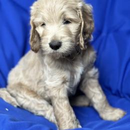 Cockapoo and Goldendoodle Puppies from Capital Doodles