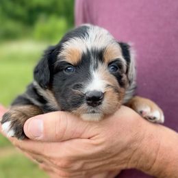 Ember - Blue merle female Australian Shepherd puppy in Nicholasville, Kentucky from Sugar Creek Aussies